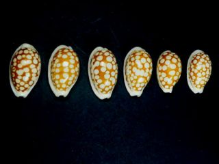 Seashell,  Cowry,  Cypraea Cribraria Set Of 6