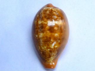Seashell,  Cowry,  Cypraea Pyrum