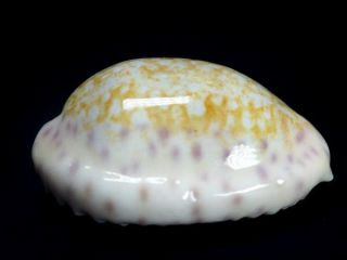 Seashell,  Cowry,  Cypraea Chinensis Amiges