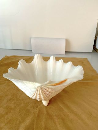 Natural Giant Clam Shell/dish About 7 " X 9 1/2 " Ruffled Edge Glued On Legs