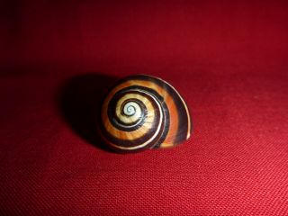 Listing Large Dark Brown Black White Striped 28mm Polymita Land Snail Shell