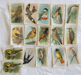 Useful Birds Of America Cards Series 9 And 10 Louis Agassiz Fuertes Artwork