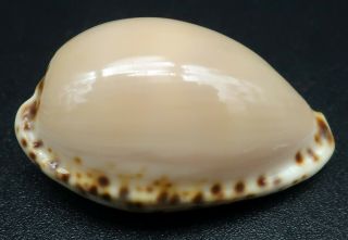 Cypraea Notocypraea Angustata F,  /gem,  26.  4 Mm Australia Cowrie Seashell
