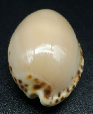 Cypraea Notocypraea angustata F,  /GEM,  26.  4 mm Australia cowrie seashell 2