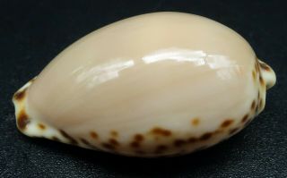 Cypraea Notocypraea angustata F,  /GEM,  26.  4 mm Australia cowrie seashell 3