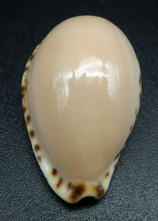 Cypraea Notocypraea angustata F,  /GEM,  26.  4 mm Australia cowrie seashell 4