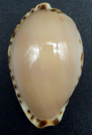 Cypraea Notocypraea angustata F,  /GEM,  26.  4 mm Australia cowrie seashell 5