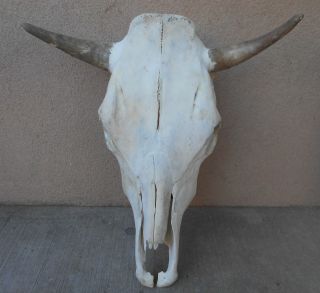 19 1/2 " Wide Steer Skull (lawn Ornament) Horn,  Long,  Cow,  Bull,  Head