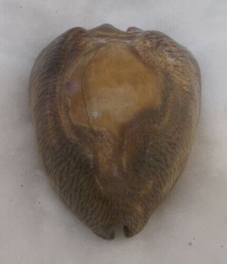 Shell Cypraea Barycypraea Beberkiriana 44.  5mm