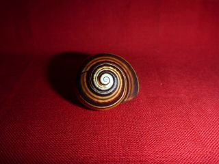 Dark Light Brown Striped Polymita Picta Land Snail Shell Landsnail Mollusk
