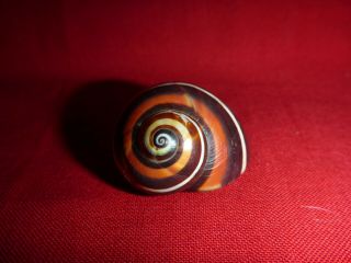 Huge Dark Striped Polymita Picta Land Snail Shell Landsnail Mollusk