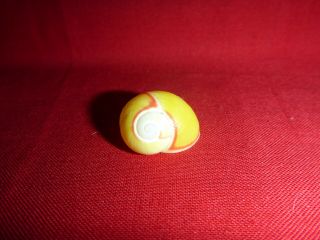 Very Light Yellow Small Polymita Picta Land Snail Shell Landsnail Mollusk