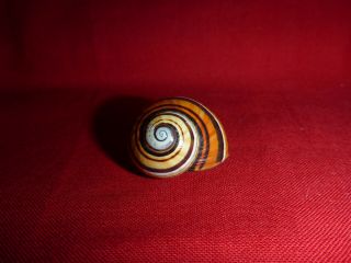 Multi Colored Brown Striped Polymita Picta Land Snail Shell Landsnail Mollusk