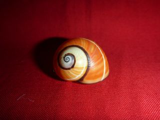 Orange Striped Polymita Picta Land Snail Colorful Shell Landsnail Mollusk