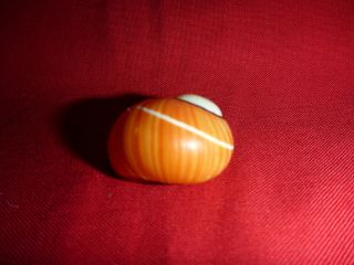 Orange Striped Polymita Picta Land Snail Colorful Shell Landsnail Mollusk 2