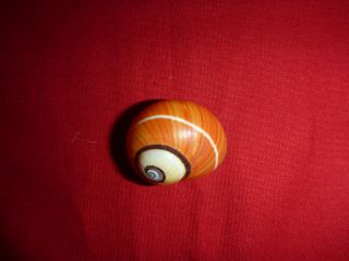 Orange Striped Polymita Picta Land Snail Colorful Shell Landsnail Mollusk 3