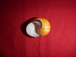 Orange Striped Polymita Picta Land Snail Colorful Shell Landsnail Mollusk 4