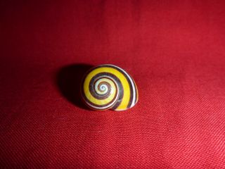 Small Yellow Striped Polymita Picta Land Snail Colorful Shell Landsnail Mollusk