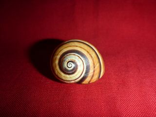 Light Brown Striped Polymita Picta Land Snail Colorful Shell Landsnail Mollusk