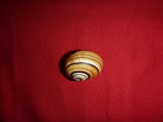Light Brown Striped Polymita Picta Land Snail Colorful Shell Landsnail Mollusk 3