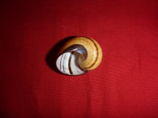 Light Brown Striped Polymita Picta Land Snail Colorful Shell Landsnail Mollusk 4