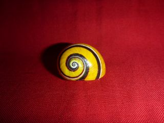 Deep Yellow Striped Polymita Picta Land Snail Colorful Shell Landsnail Mollusk