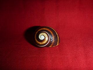 Dark Brown Striped Polymita Picta Land Snail Colorful Shell Landsnail Mollusk