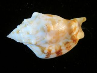 Strombus boholensis 58 mm w/o FANTASTIC BLACK AND BROWN MARKINGS some yellow 2