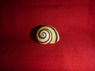Yellow Brown Striped Polymita Picta Land Snail Colorful Shell Landsnail Mollusk
