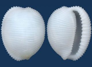 Shell Trivellona Eos Seashell
