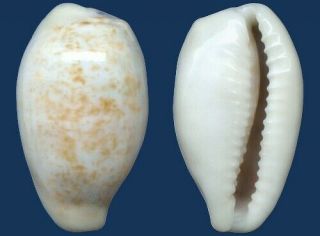Shell Cypraea Luchuana Seashell