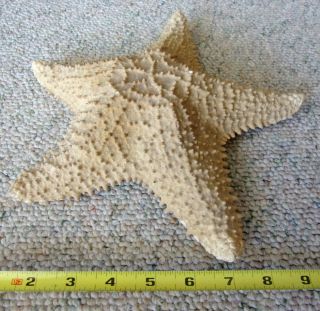 Large Dried Real Sugar Starfish Display Specimen 10 "