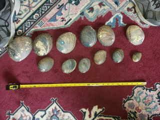 Set Of 12 Stacking Abalone Sea Shells