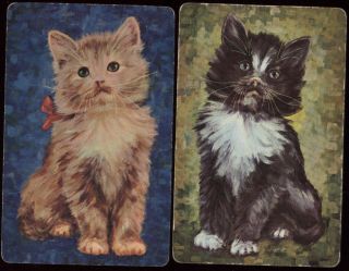 Tabby Cats Baby Kitten Furry Pet Single Swap Playing Cards Pair Blue Green Back