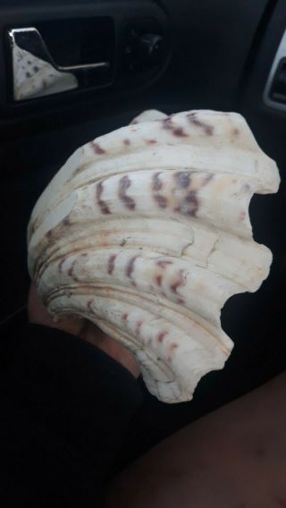 Large Giant Natural Clam Shell Seashell Vintage Tiki Surf