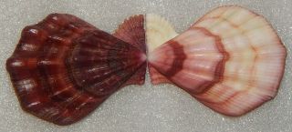 Seashell Swiftopecten Swiftii 73.  35mm Dwarf & Blackish Red
