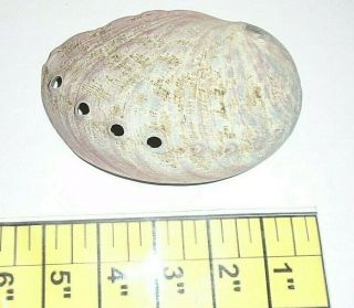 2x Abalone Shells Approx.  5 " Ocean Natural Abalone Shells
