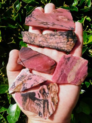 Six (6) 1940s Very Rare Idaho Rhodonite Rough Cabochon Cut Slabs Pink Black 5.  5z