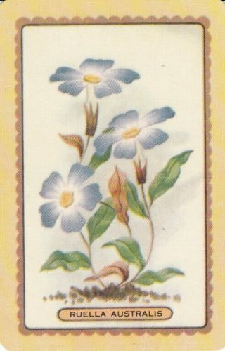 Vintage Coles Swap Card - 1 Single - Flowers - Ruella Australis