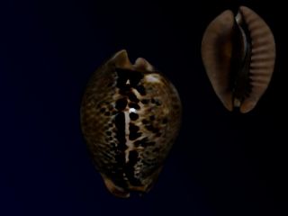 Seashell Cowrie Cypraea Mus Mus Dark 50.  9 Mm