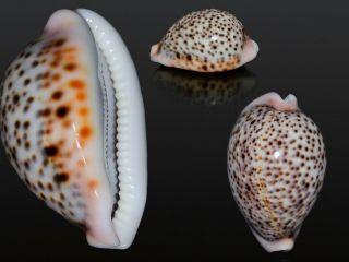 Seashell Cypraea Pantherina Fantastic Pattern 71.  7 Mm