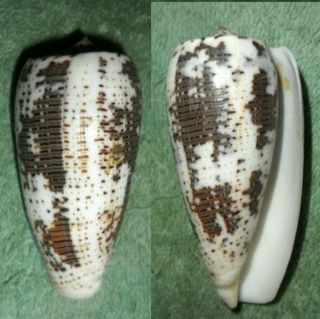 Rfm 61660 Philippines Conus Magus Linne 1758 73.  2mm F,  Cebu,  Philippines By Loca