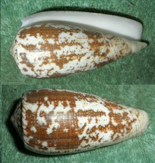Rfm 9706 Philippines Conus Magus Linne 1758 75mm F,  Cebu,  Philippines By Local F