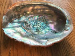 Large Old Natural Mother Of Pearl Abalone Rainbow Clam Oyster Sea Shell