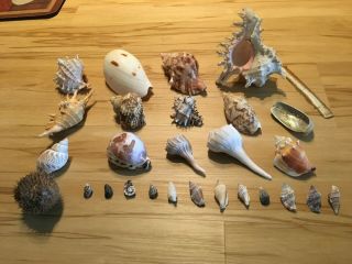 Group Of Different Sized Sea Shells And A Shellacked Puffer Fish