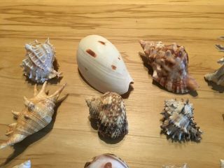 Group Of Different Sized Sea Shells and A Shellacked Puffer Fish 2