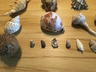 Group Of Different Sized Sea Shells and A Shellacked Puffer Fish 3