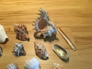 Group Of Different Sized Sea Shells and A Shellacked Puffer Fish 4