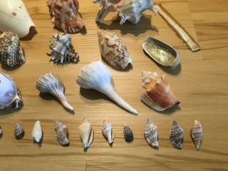 Group Of Different Sized Sea Shells and A Shellacked Puffer Fish 5