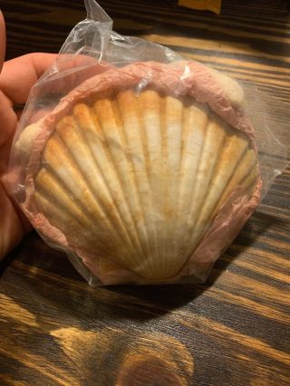 Large Scallop Sea Shells 